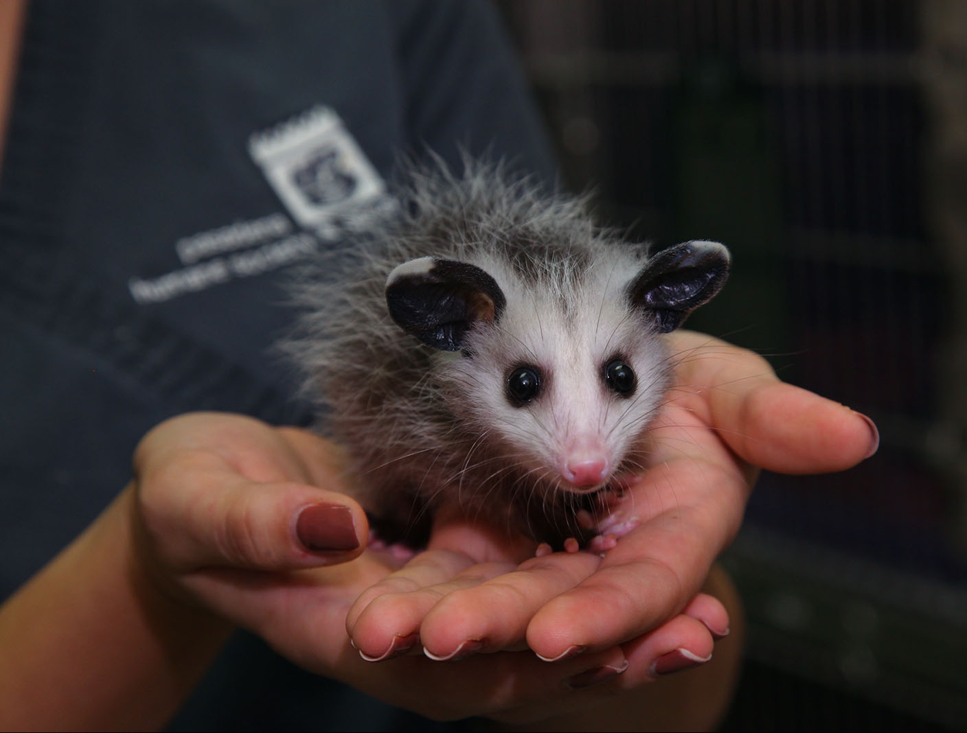 Wildlife-Opossum - Pasadena Humane