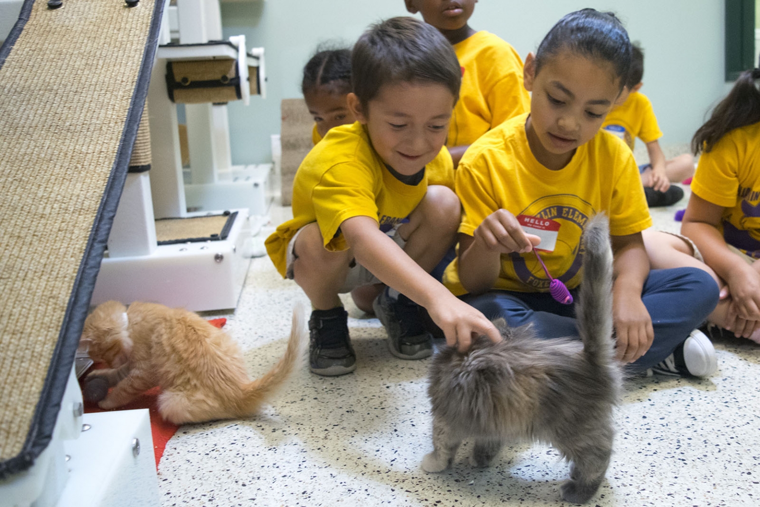 Volunteer - Pasadena Humane