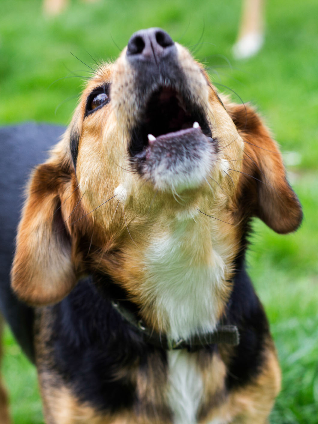 Barking Dogs - Pasadena Humane