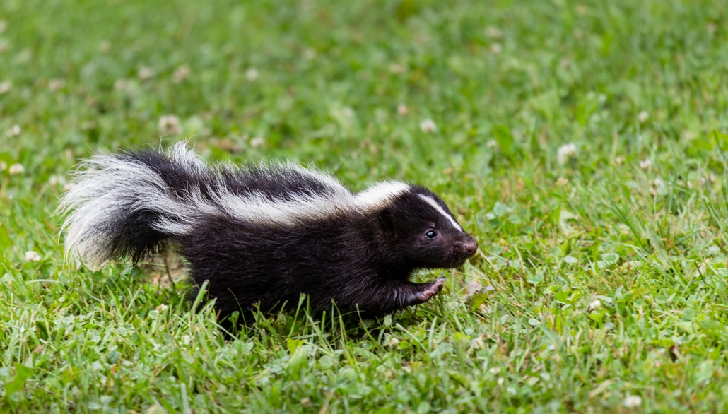 Baby Skunk Pasadena Humane