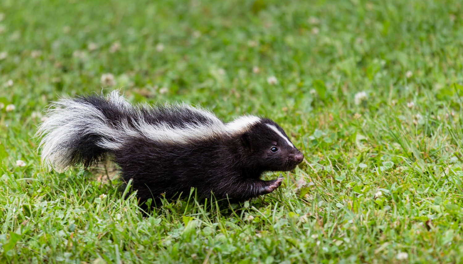 Wild Animal Resources - Pasadena Humane