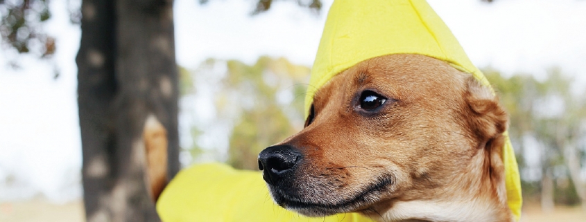 DIY Pet Costumes