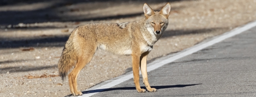 Coyote Safety Workshop