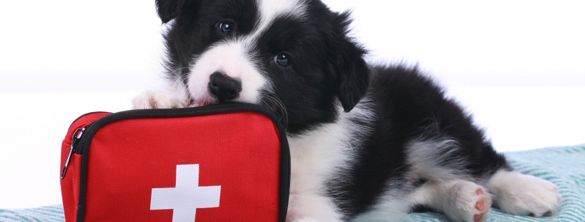 Adult Webinar: Pet First Aid
