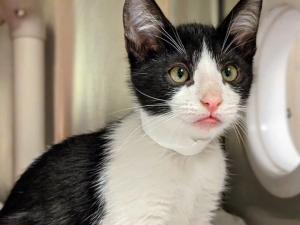 Stanley (A494466)