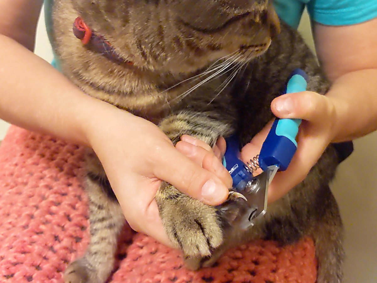 Clipping Cat Nails and Training Cats to Use a Scratcher | PAWS of  Bainbridge Island and North Kitsap