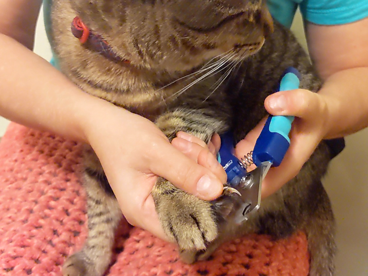 How To Trim Your Cat s Nails Pasadena Humane