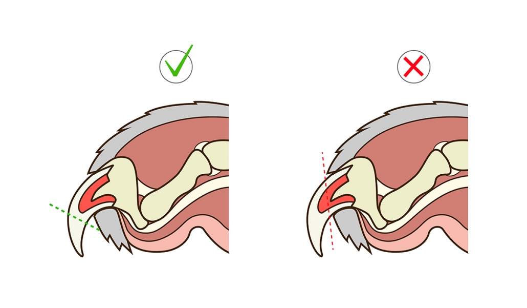 How to Trim Your Cat's Nails - Pasadena Humane