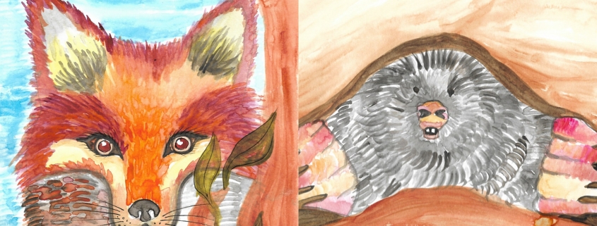 Kids Webinar: Wildlife in Watercolor (Red Fox/Mole)