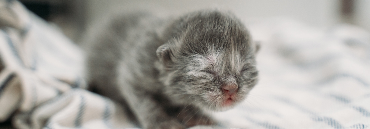 Blue Ridge Humane Prepares for Kitten Season with Kitten Shower