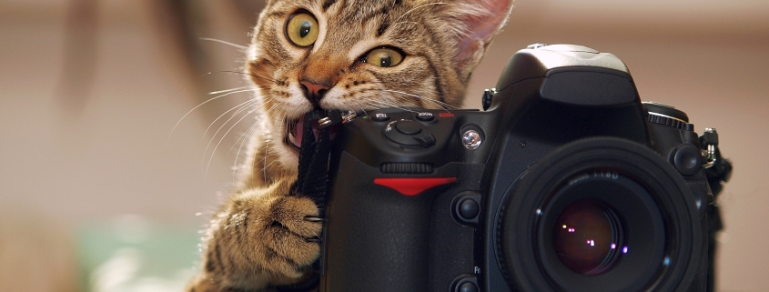 Adult Webinar: Cat Photography