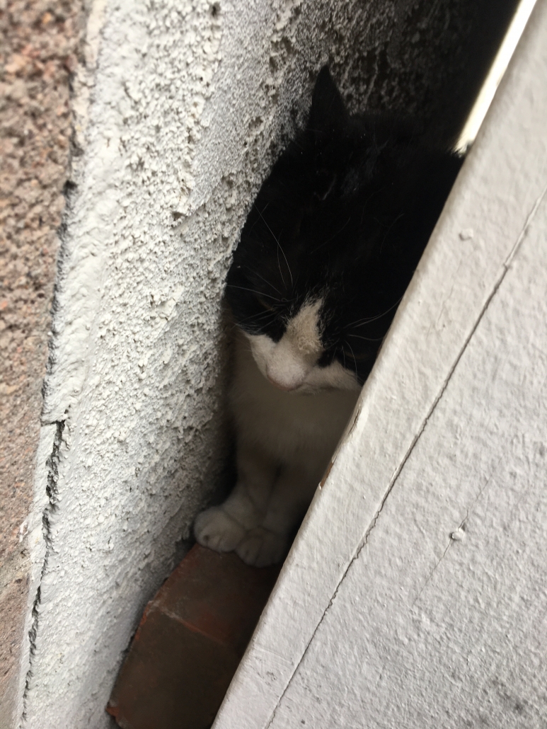 Animal Control Officers Rescue Charming the Cat - Pasadena Humane