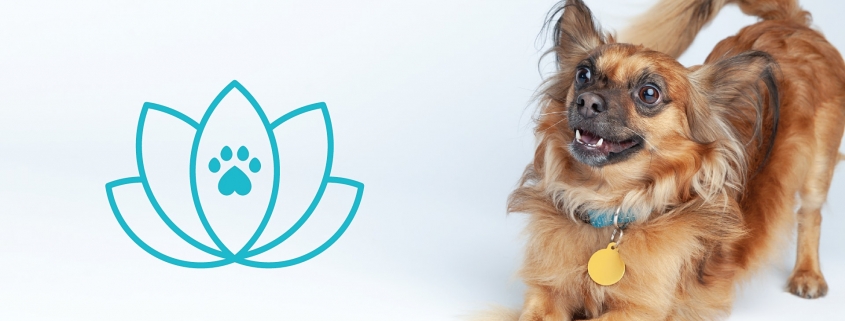 Virtual Yoga With Your Dog