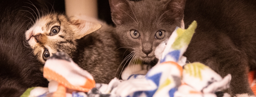 Kitten Pop-Up Adoptions Event at Gelson’s