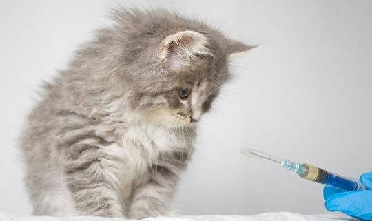 Adult Webinar: The Science Behind Vaccines