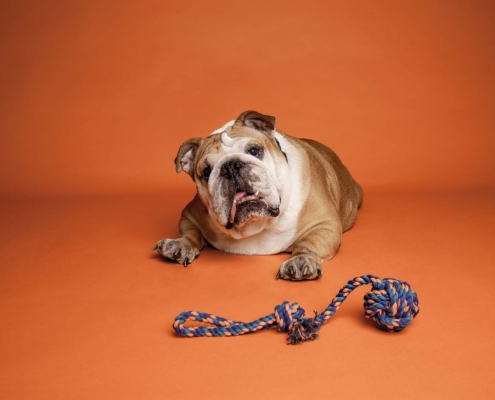 Dog with rope
