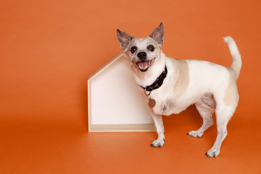 Chihuahua with house