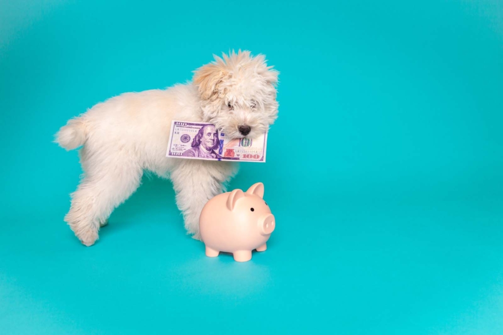 Dog with money