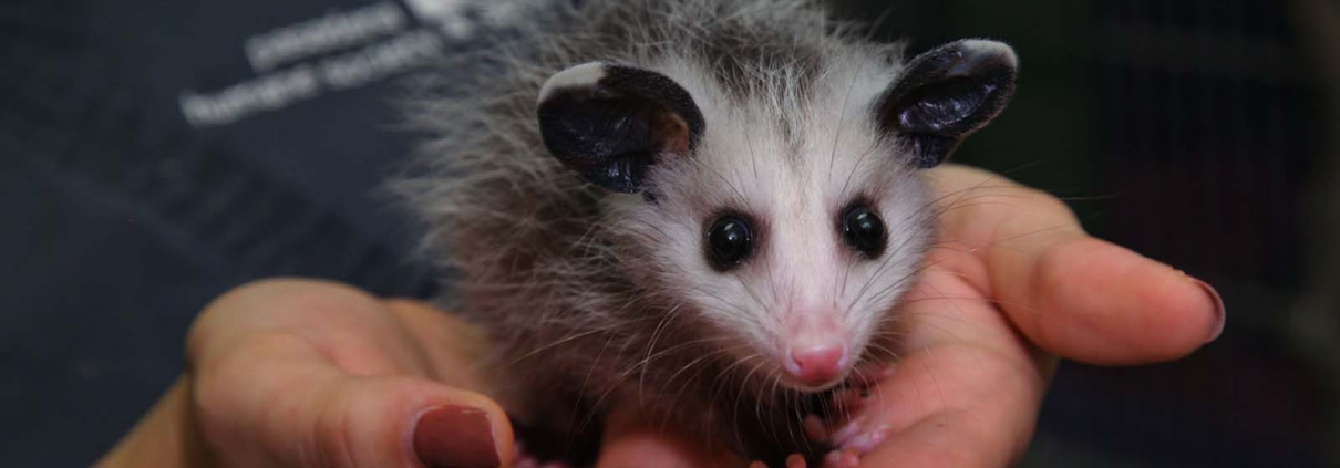 GET TO KNOW YOUR WILD NEIGHBORS AT WILDLIFE DAY!