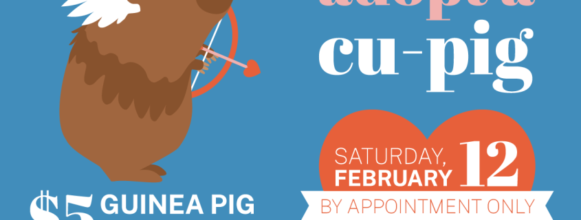 Guinea Pig Adoption Event