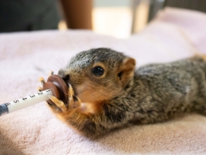 Baby Squirrel