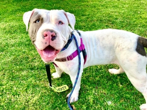 6 Tips For First Time Dog Adopters – Southern California Bulldog Rescue