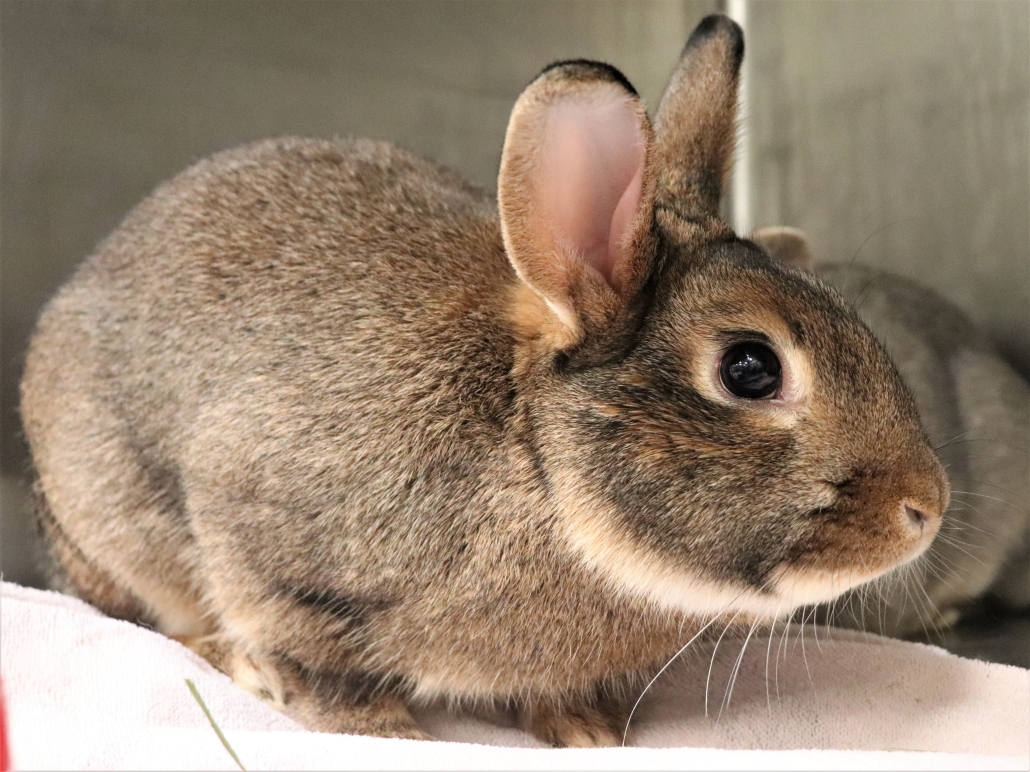 5 Reasons to Adopt a Rabbit - Pasadena Humane