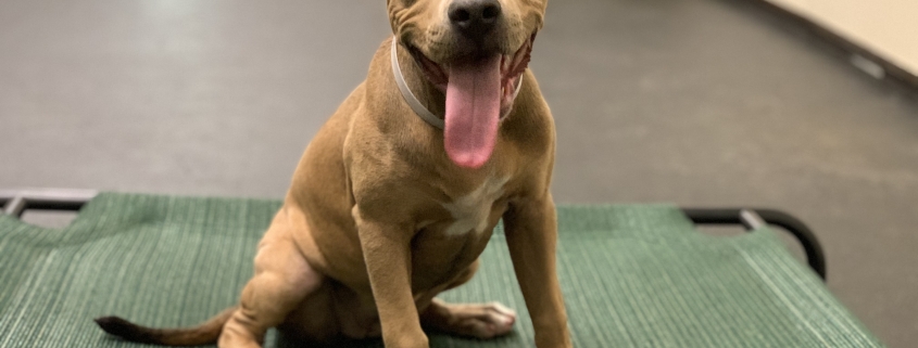 Puppy Kindergarten