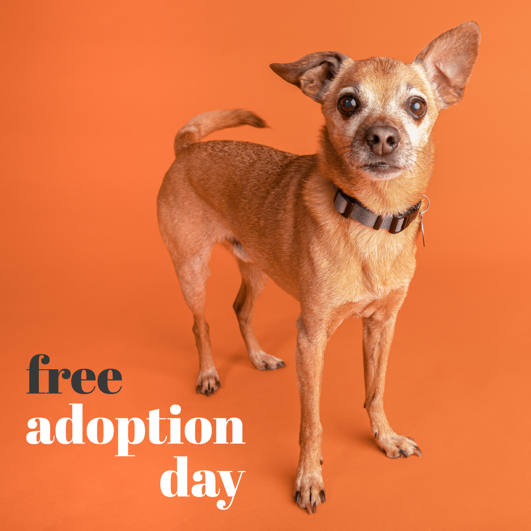 Adopt a New Pet During "Free Adoption Day" Pasadena Humane