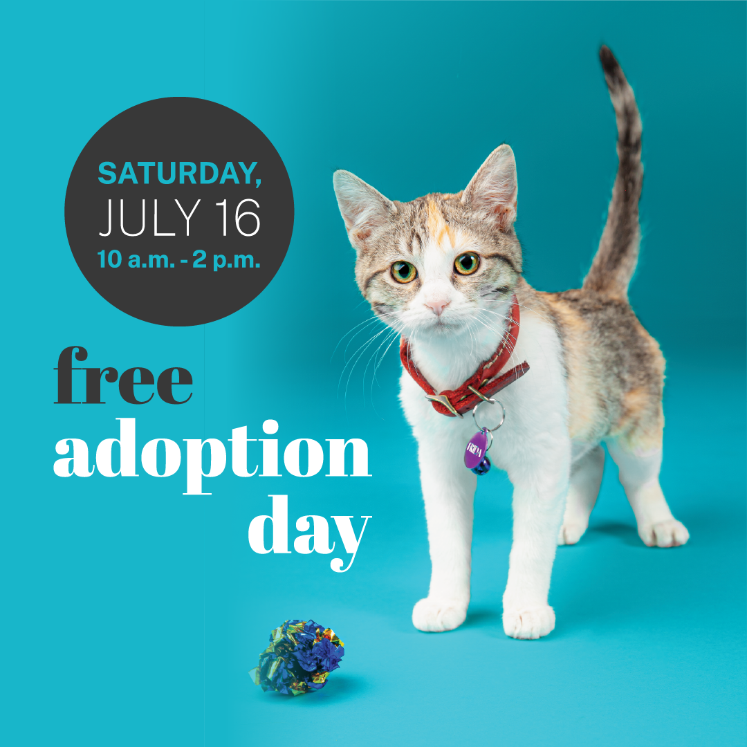 Pet Adoption Day 42615, Friends