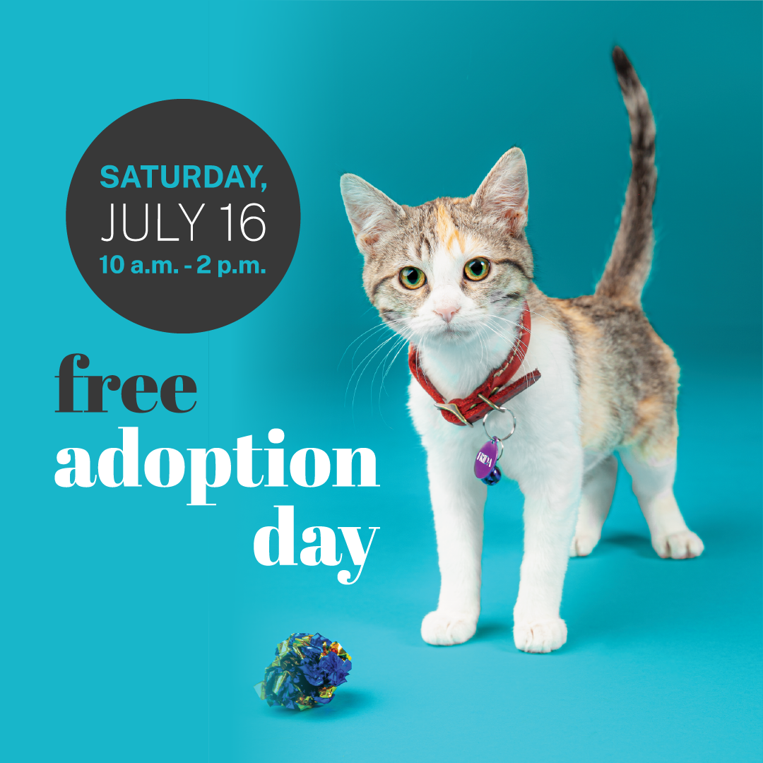 Adopt a New Pet During Free Adoption Day on July 16 Pasadena Humane