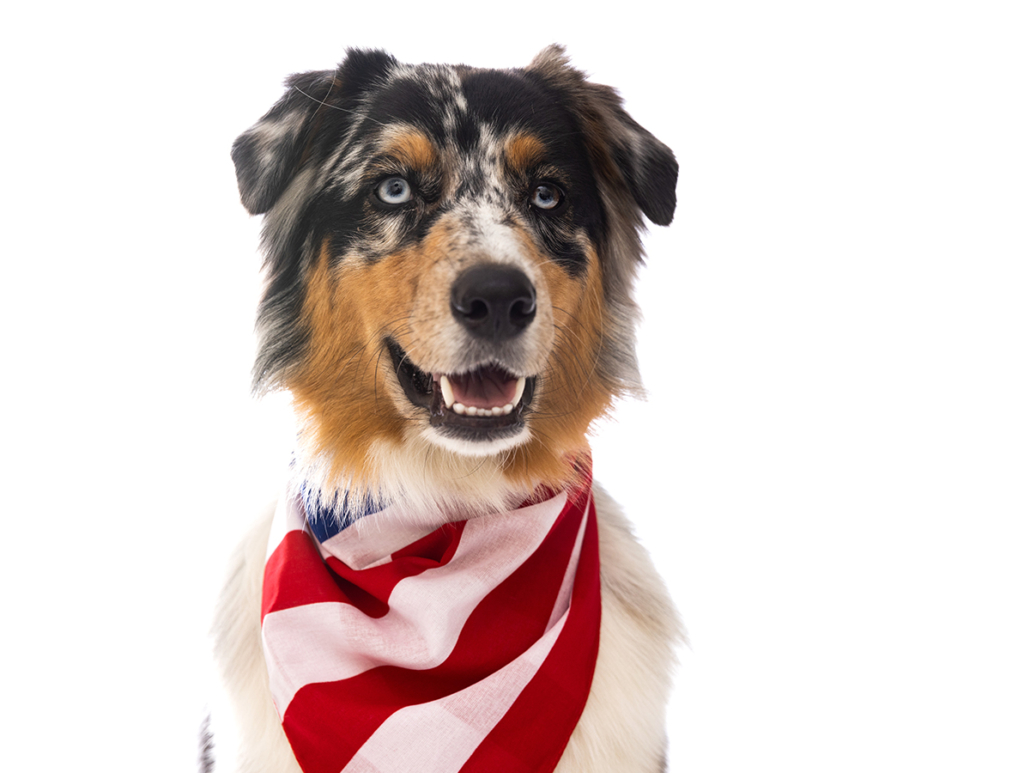 Keep Your Pets Safe on the Fourth of July Pasadena Humane