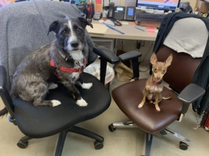 Dogs in Office Chairs