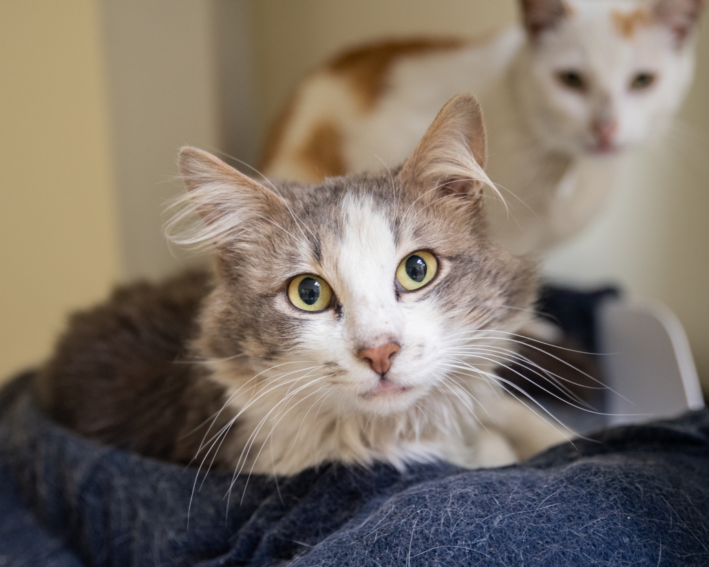 Introducing A New Cat To Your Resident Cat Pasadena Humane