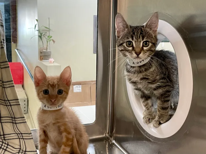 Pop-Up Kitten and Critter Adoption Event at Westgate Apartments