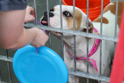 Volunteer Opportunities - Pasadena Humane