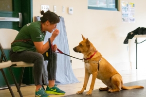 Dog training at shelter