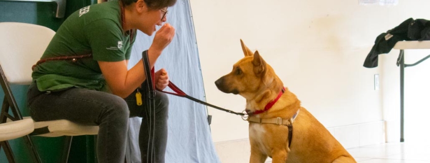 Dog training at shelter