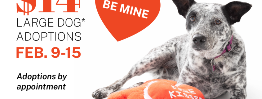 Be Mine:  Large Dog Adoptions (By Appointment)