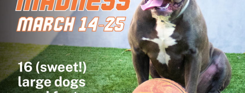 March Madness: Foster a Large Dog