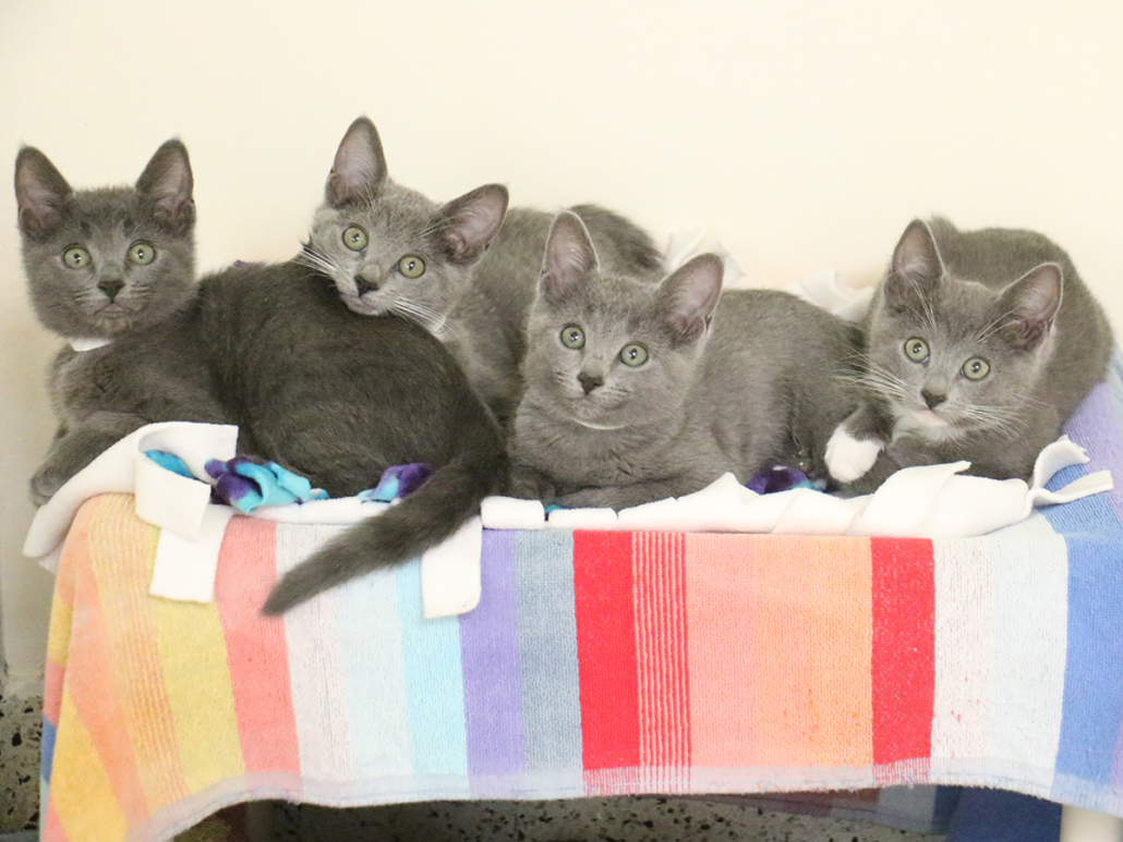 Blue Ridge Humane Prepares for Kitten Season with Kitten Shower