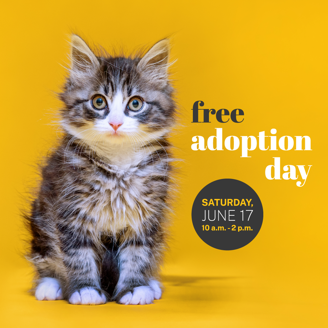 Free Adoption Day