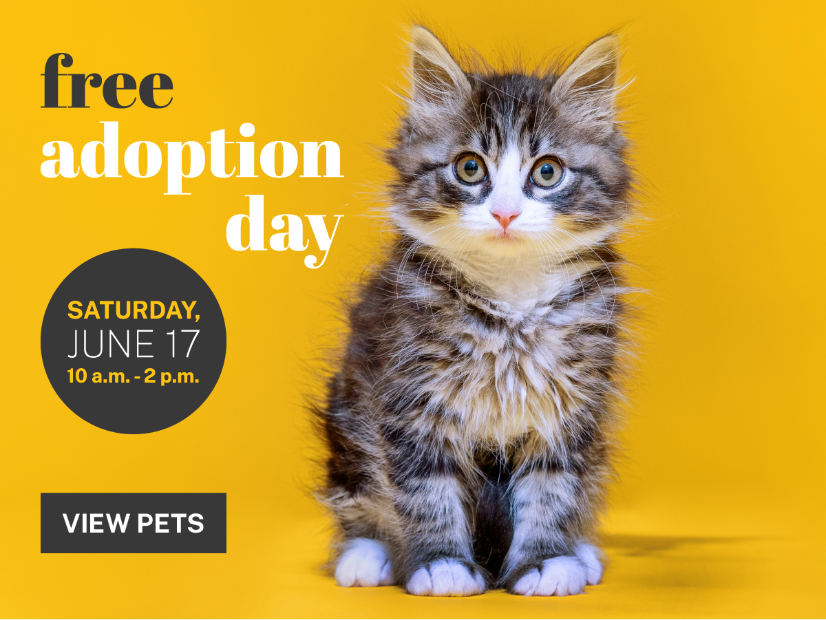 National adoption day for hot sale pets