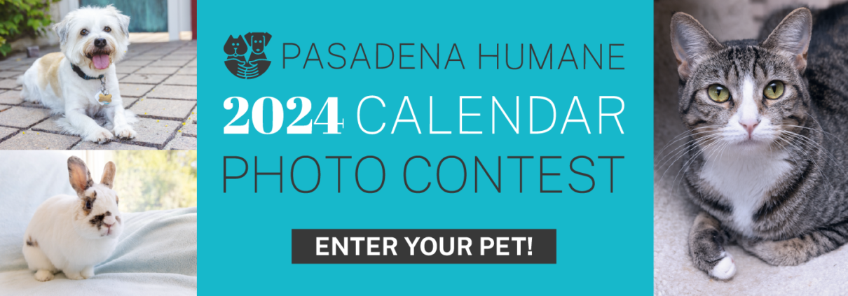 Enter Your Pet In Our 2024 Calendar Contest Pasadena Humane   23 5 Cal Photo Contest Graphics Banner 1500x500 1210x423 