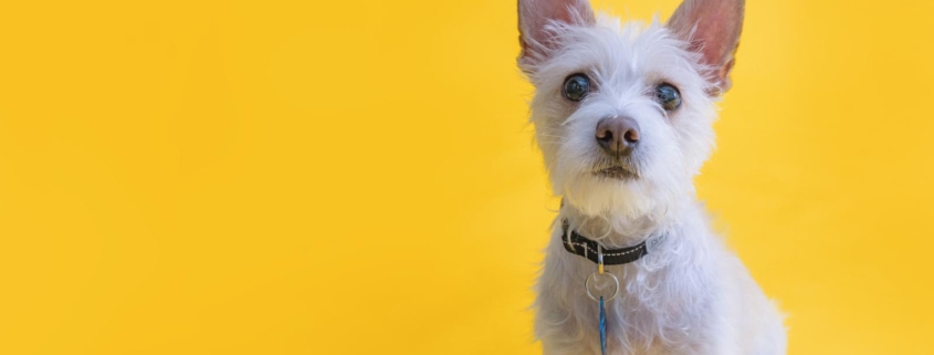 Brave Buddies: Confidence Building for Small Dogs