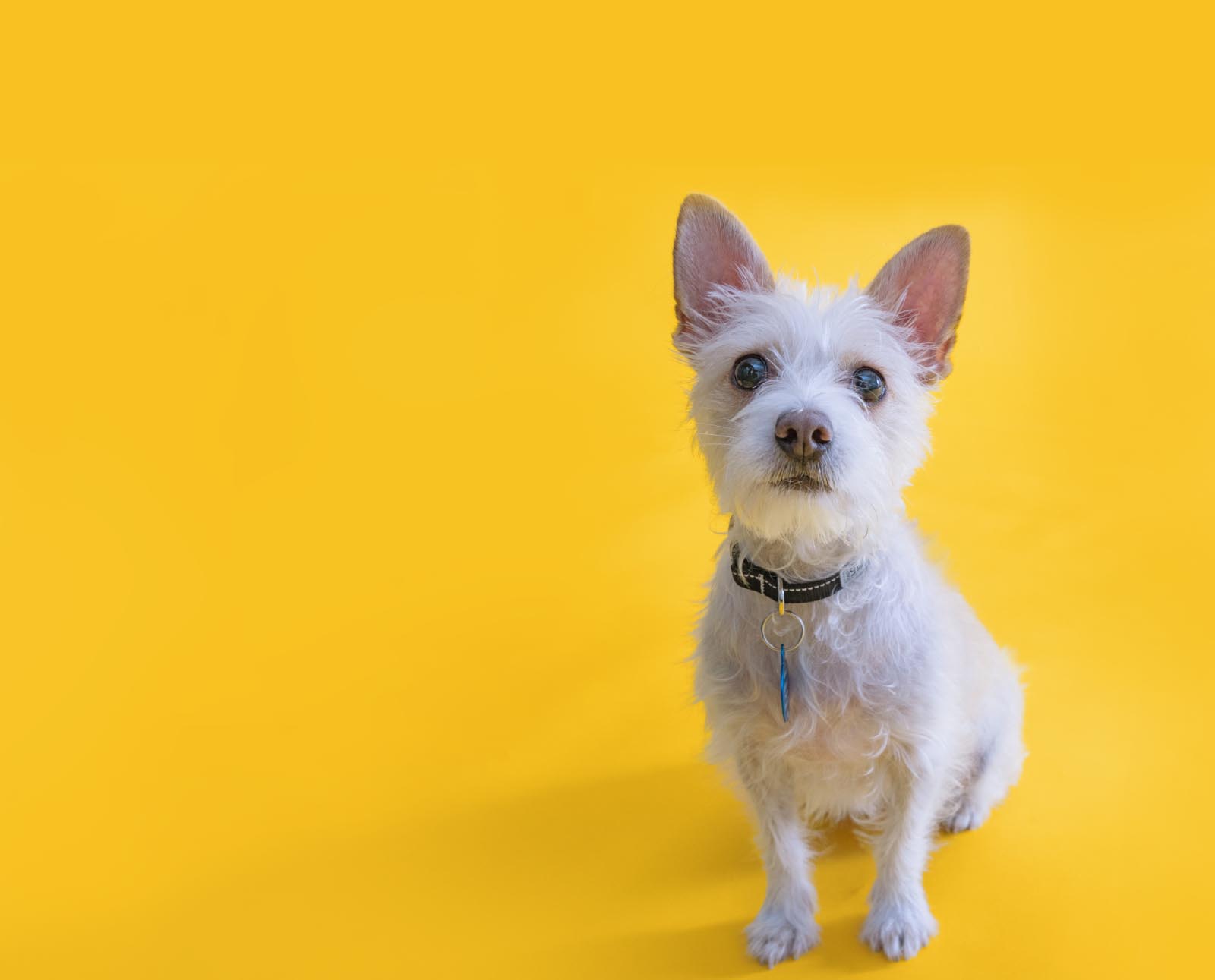Brave Buddies: Confidence Building for Small Dogs