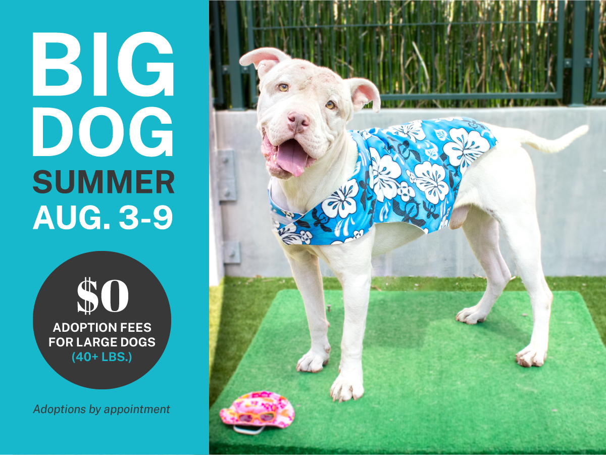 Big Dog Summer