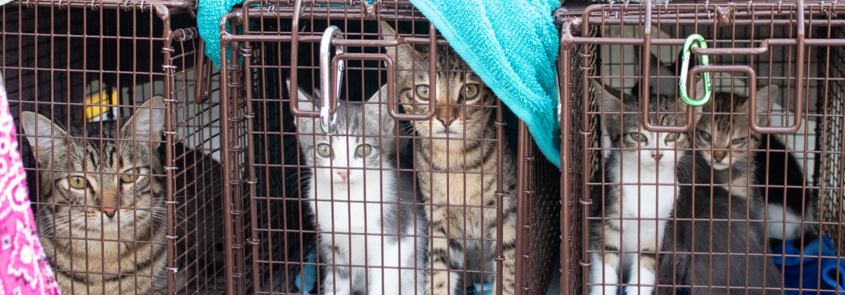 Pasadena Humane Rescues 38 Cats From Trailer