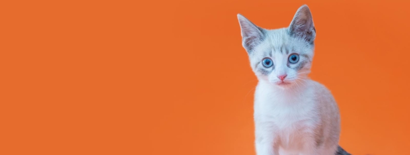 Pop-Up Cat & Kitten Adoption Event at PetSmart Tujunga