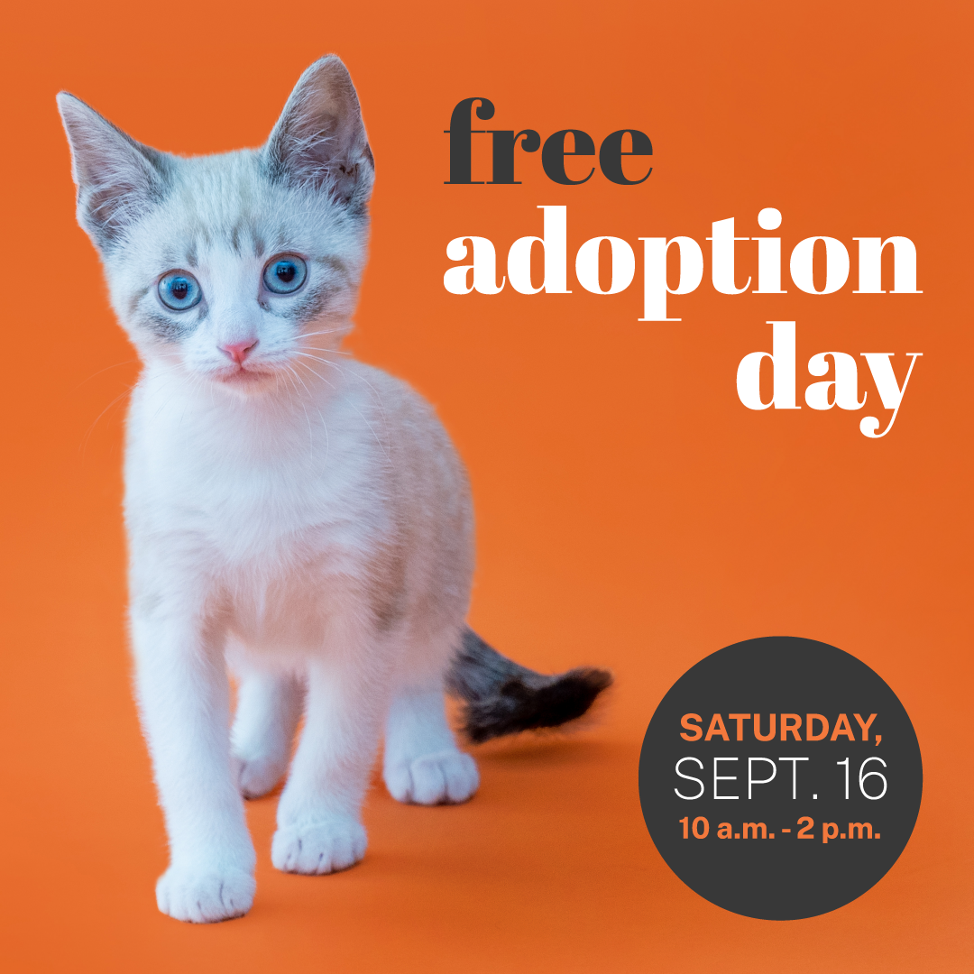 Free best sale cat adoption